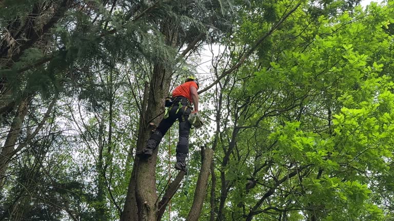 Trusted St Albans, VT Tree Removal and Landscaping Services Experts